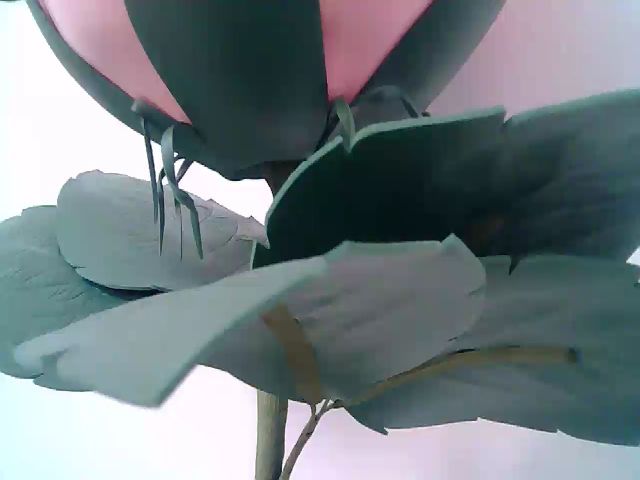 Live sex webcam photo for Rid_mina #269234924