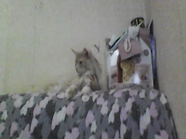 Live sex webcam photo for GuiltyKitty #269257003