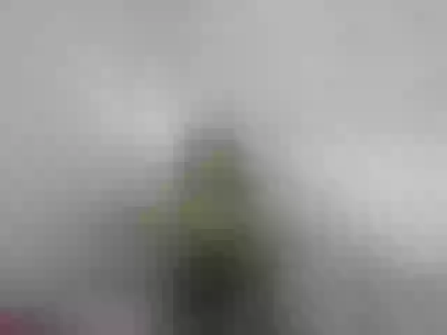 Live sex webcam photo for shariksweet #269336186