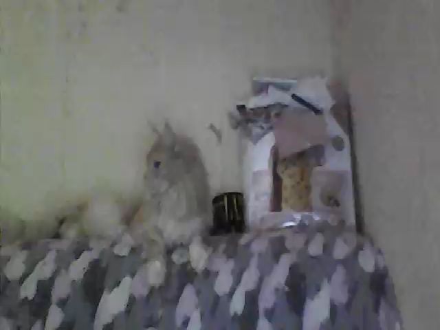 Live sex webcam photo for GuiltyKitty #269384086