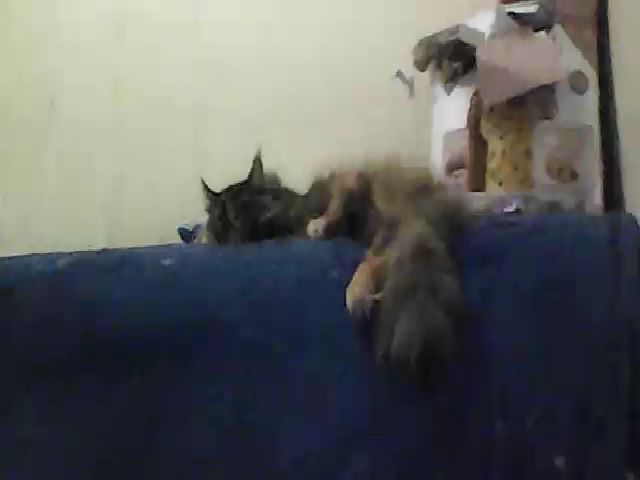 Live sex webcam photo for GuiltyKitty #269425872