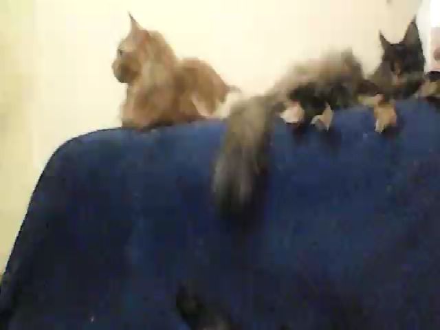 Live sex webcam photo for GuiltyKitty #269426669