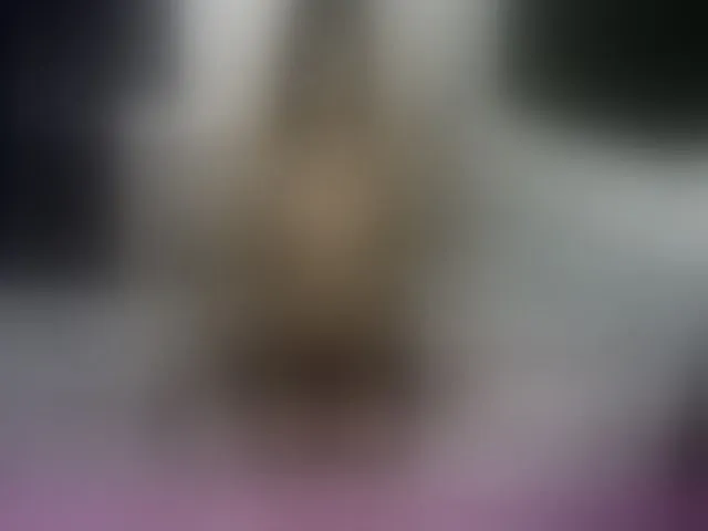 Live sex webcam photo for caramelocanel #269511522