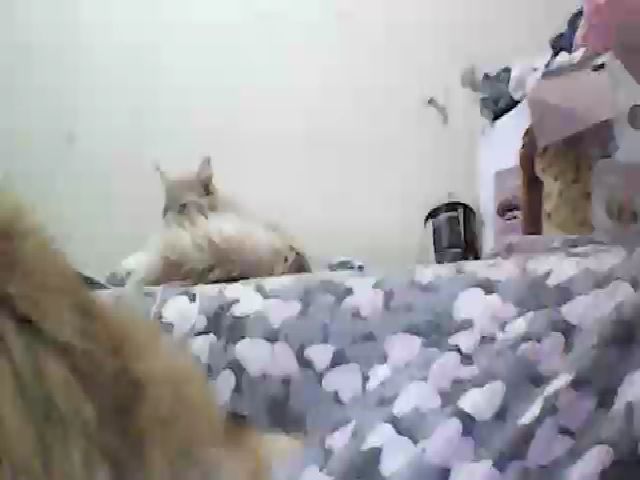 Live sex webcam photo for GuiltyKitty #269604495