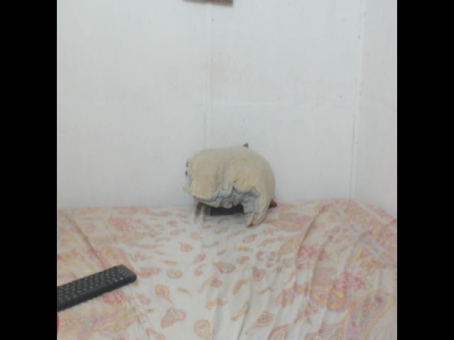 Live sex webcam photo for Monikaromano #269615604