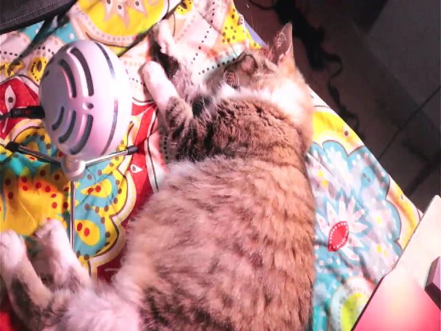 Live sex webcam photo for Latinaloveu #269690425