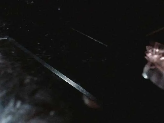 Live sex webcam photo for Laurenparis #270944624