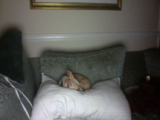 Live sex webcam photo for bellbellroxk #270951747