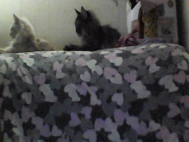 Live sex webcam photo for GuiltyKitty #271070166