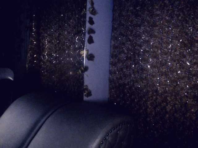 Live sex webcam photo for leidysweet #271266590