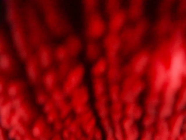 Live sex webcam photo for DAYA_HUGEBOOB #271369708