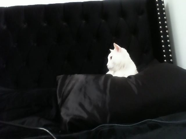 Live sex webcam photo for Sophia__Marie #271380332