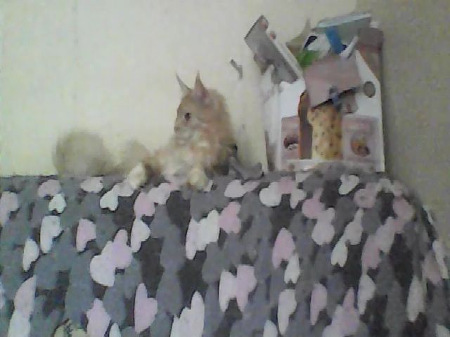 Live sex webcam photo for GuiltyKitty #271503153