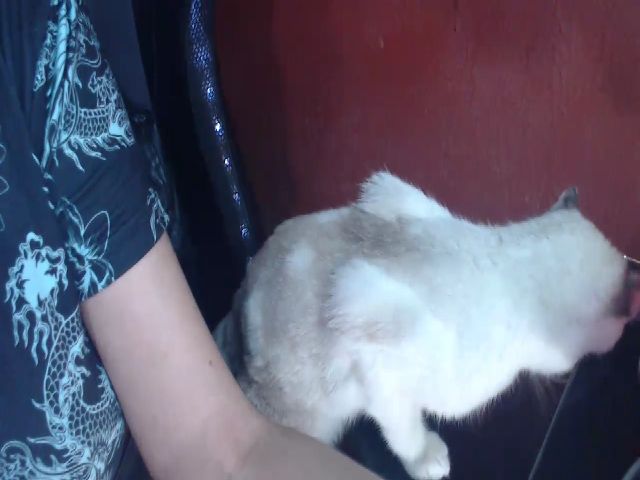 Live sex webcam photo for Evi3Kat #271559697