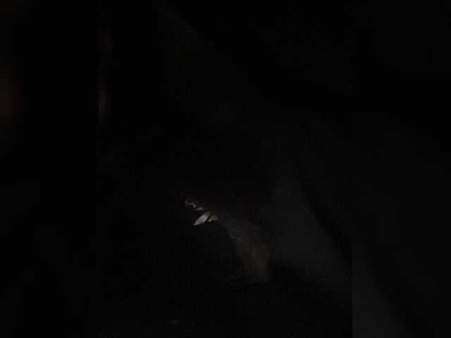 Live sex webcam photo for Aliceowenn #278201380