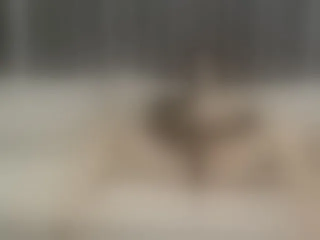 Live sex webcam photo for AriaShy #292304939