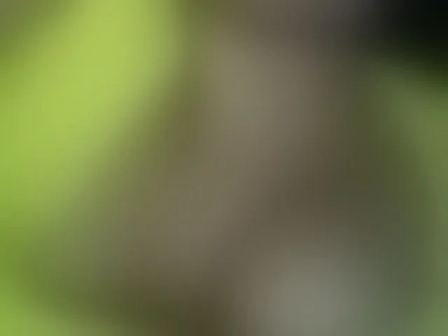 Live sex webcam photo for Asiankitties #294341226