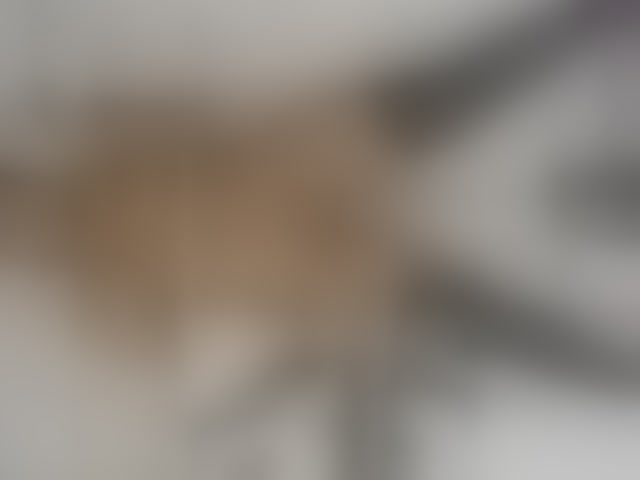 Live sex webcam photo for BROWN-SUGGAR #294022230
