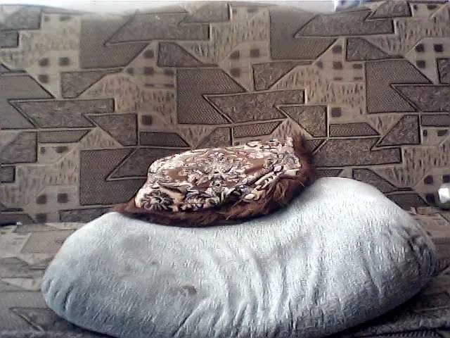 Live sex webcam photo for Dimidyk #278257459