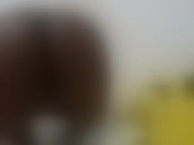 Live sex webcam photo for Ebonyquinter #278282633