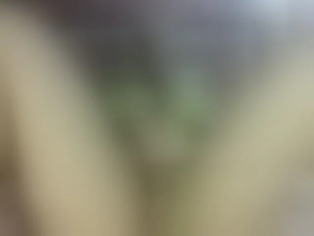 Live sex webcam photo for ElektraTs #292818690