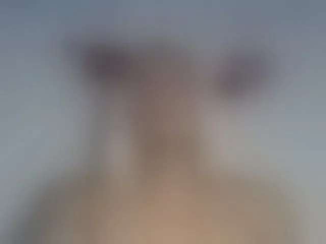 Live sex webcam photo for Emilyadamss #293173805