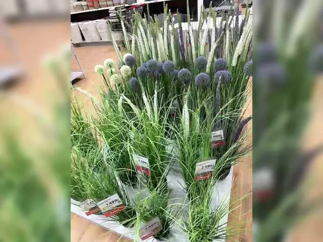 Live sex webcam photo for Kisa-Gav #290513787