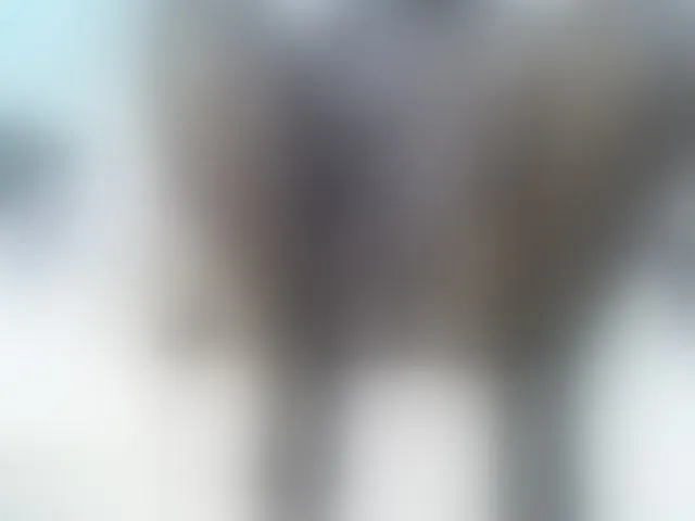 Live sex webcam photo for Magizitah #291393360