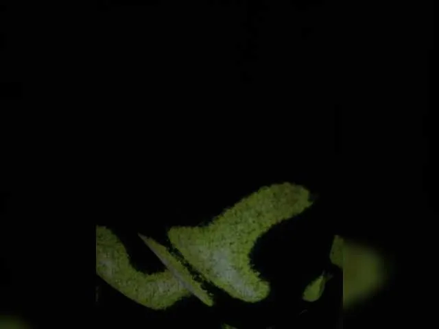 Live sex webcam photo for Olik-Pisa #292162597