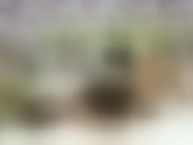 Live sex webcam photo for PetiteAlyssa #293478434