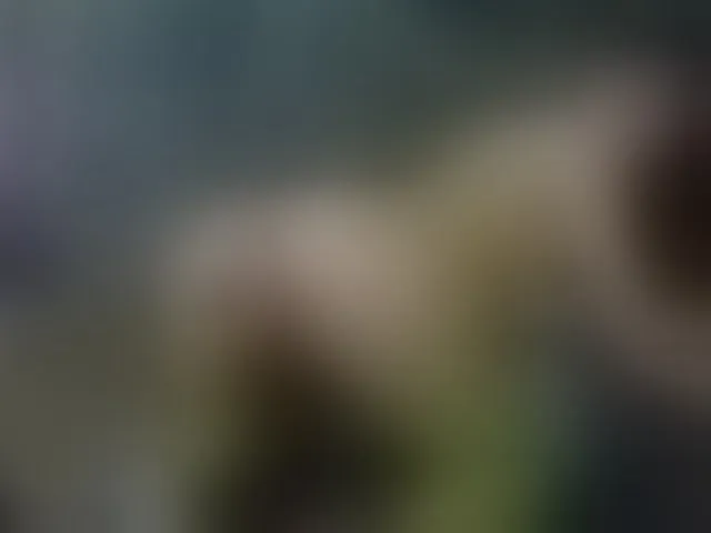Live sex webcam photo for SelenSummer #294069388