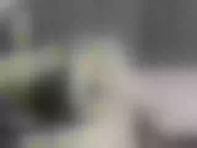 Live sex webcam photo for Silerta #291568184