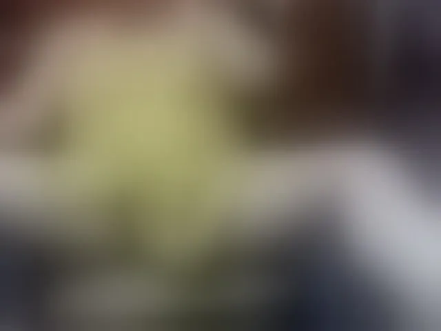 Live sex webcam photo for SophieNightAh #293954371