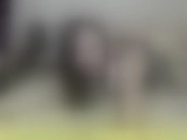 Live sex webcam photo for Stella888 #272265594
