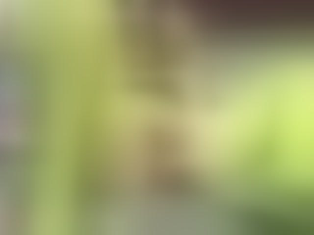Live sex webcam photo for SweetFox #294278257