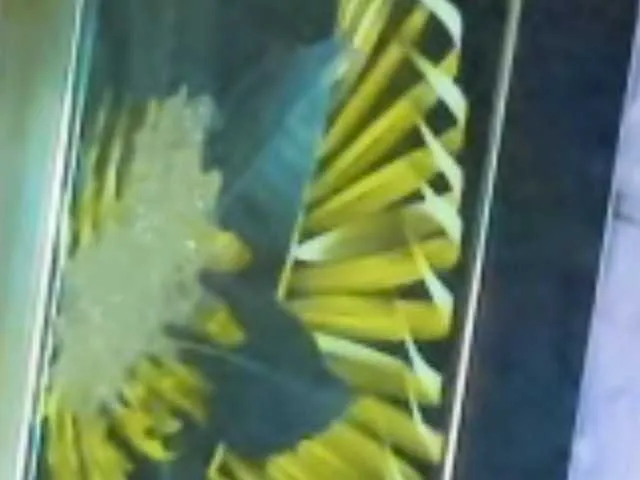 Live sex webcam photo for TSLOVER999 #276554587