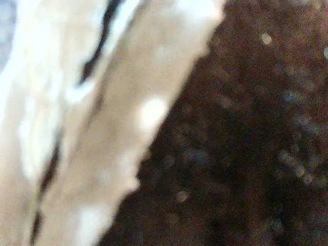 Live sex webcam photo for TriciaBella #291494776