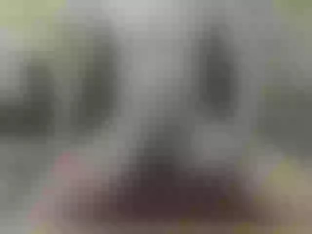 Live sex webcam photo for Zanguardik #290564498
