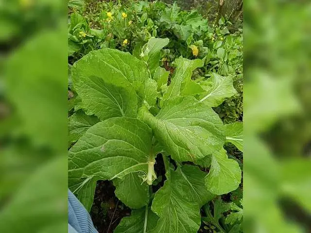 Live sex webcam photo for Zhan9 #290478869