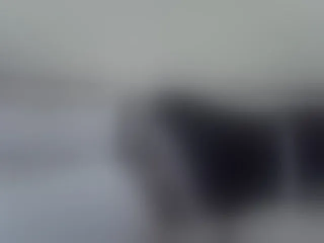 Live sex webcam photo for ZuriSecrets #293623156