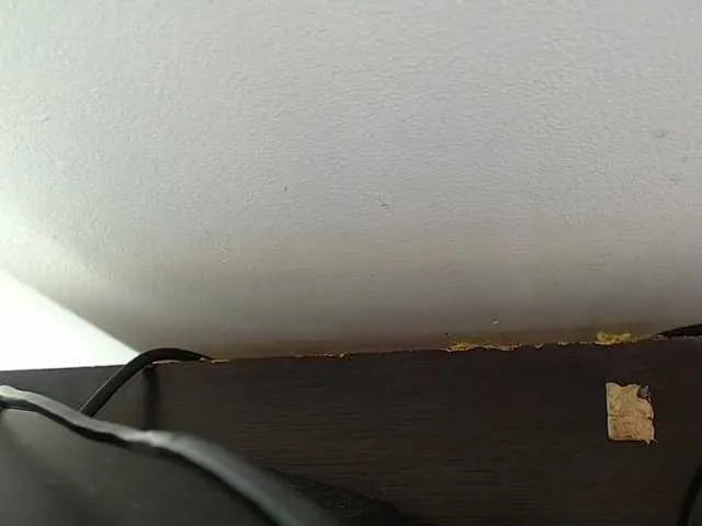 Live sex webcam photo for bobbynator #272649576