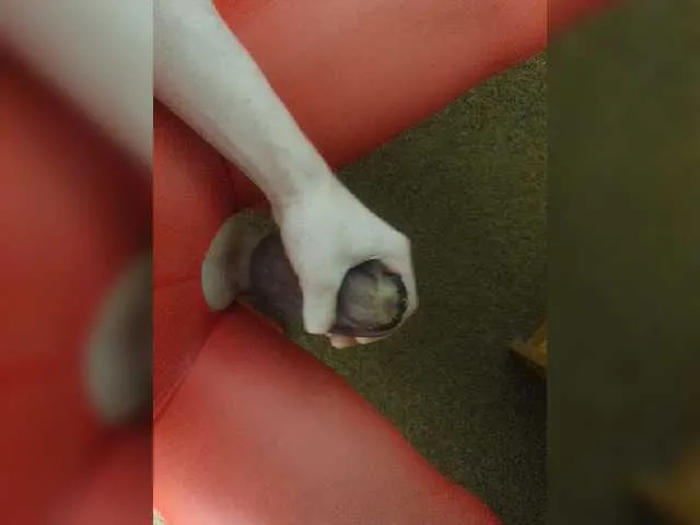 Live sex webcam photo for justice222024 #277427845