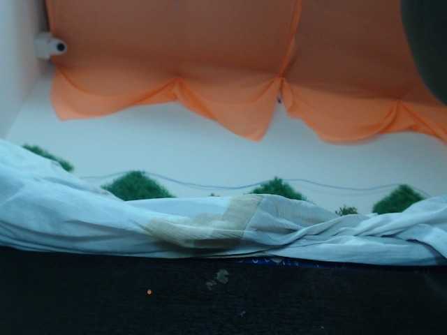 Live sex webcam photo for morenahottt #274450103