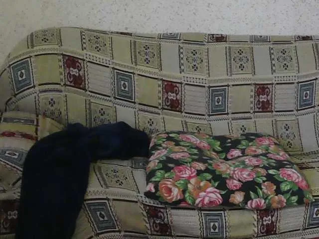 Live sex webcam photo for pussyboom11 #290934032
