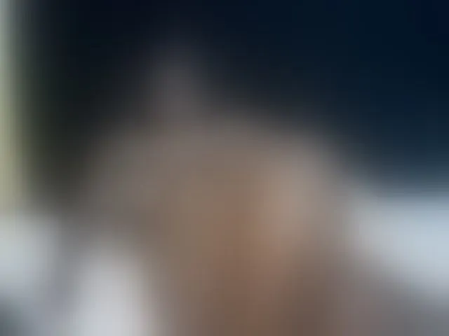 Live sex webcam photo for sweet-boobies #293278057