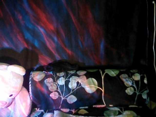 Live sex webcam photo for wildkimts #288616163