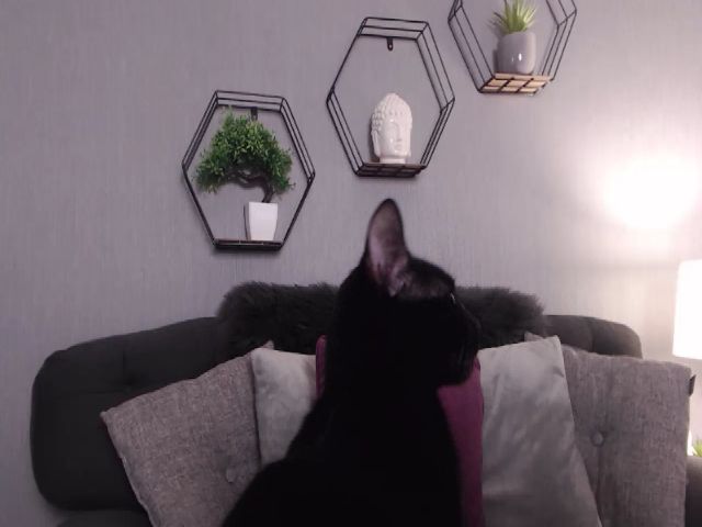 Live sex webcam photo for AuroraXSky #272642585