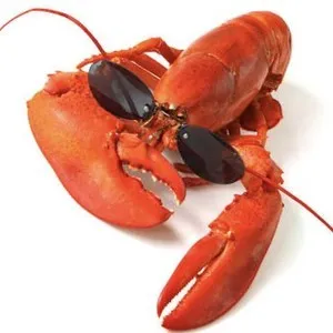 Live sex webcam photo for LANGOSTA #278200160