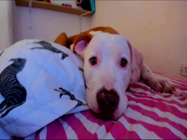 Live sex webcam photo for MackenziDevil #272645171