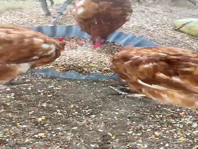 Live sex webcam photo for MissJules #274166518